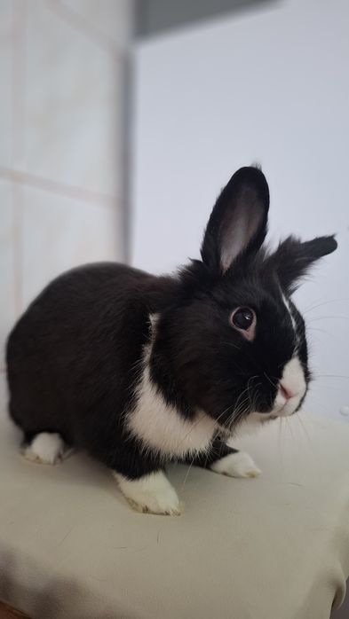 Декоративний кролик у добрі руки