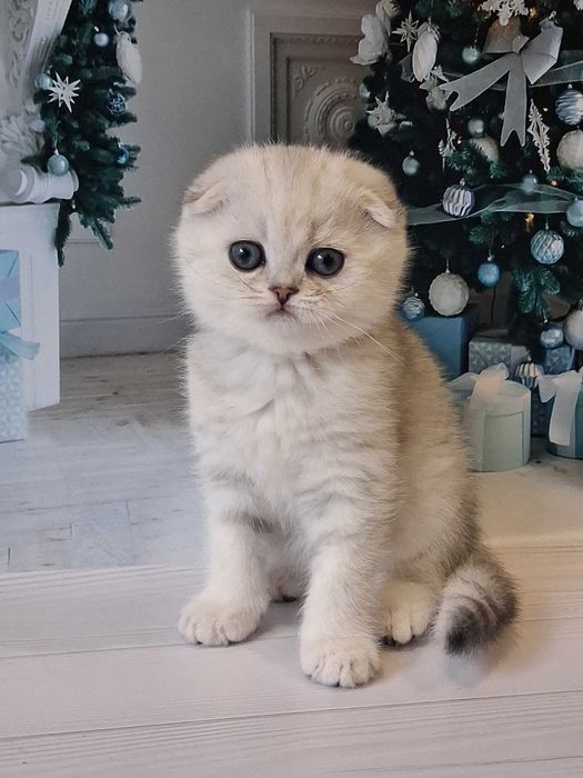 Клубний віслоухий красунчик