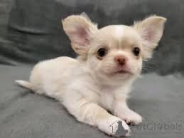 Мамино  мини солнышко)