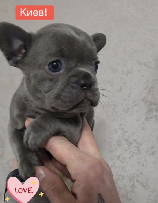 Девочка француского бульдога! Голубая без тигры и белого