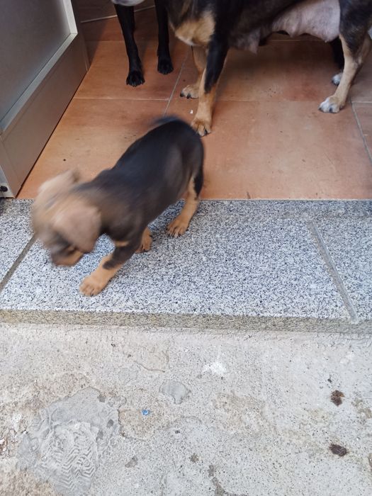 Animais para doação