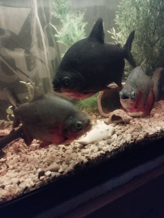Piranie Red Pacu