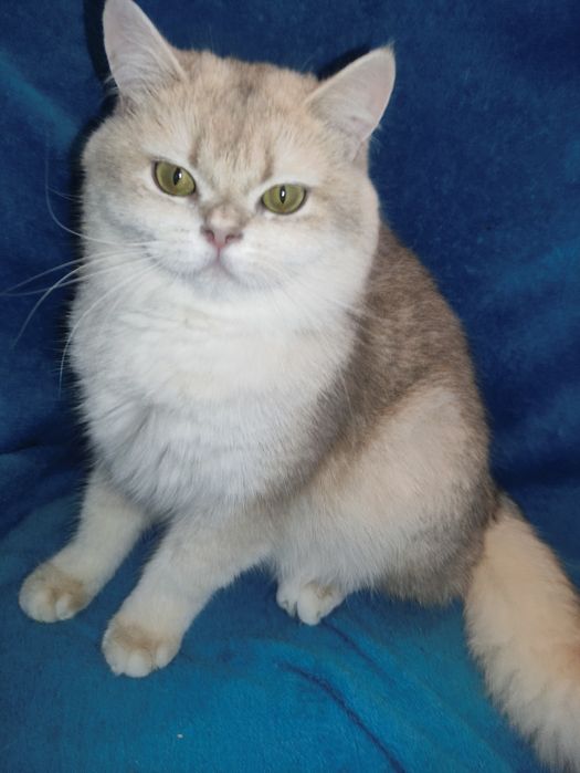 Супер якість дівчинка блакитне золото чекає на вас