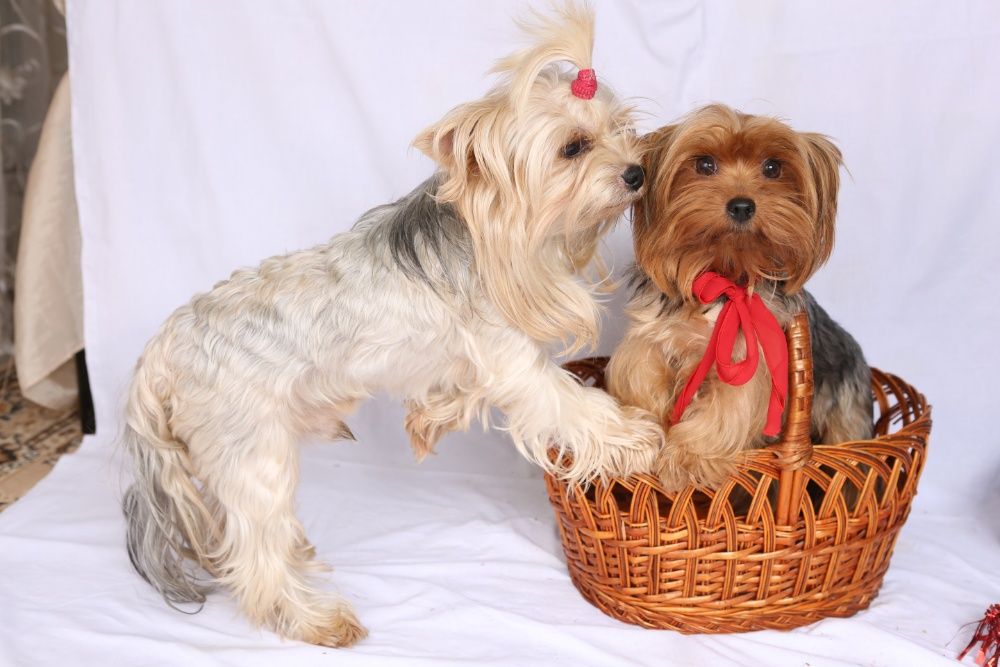 Мальчики и Девочки !