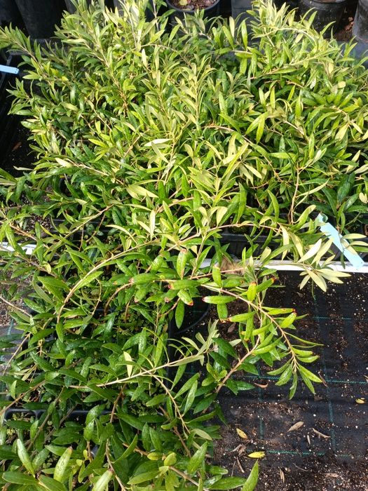 Oliveiras cobrançosa e arbequina.