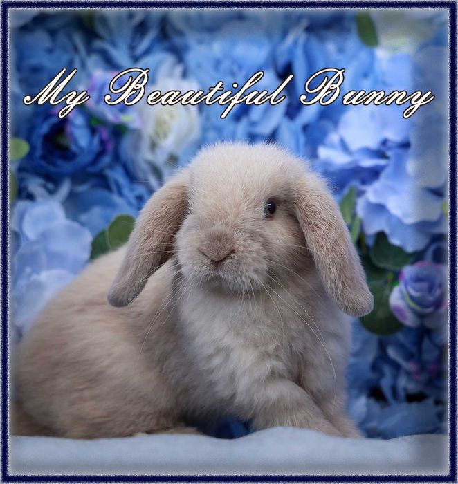 Piękny i Młody Króliczek Mini Lop - Sallander