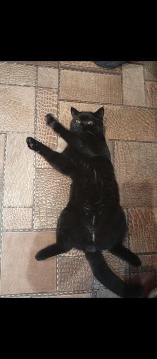 Кот ищет кошечку