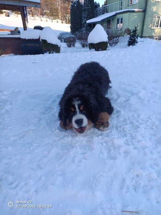 Berneński Pasterski!!!