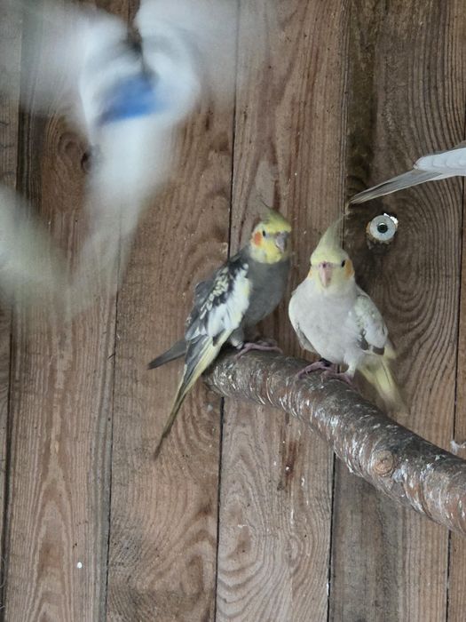 Sprzedam papugi nimfy