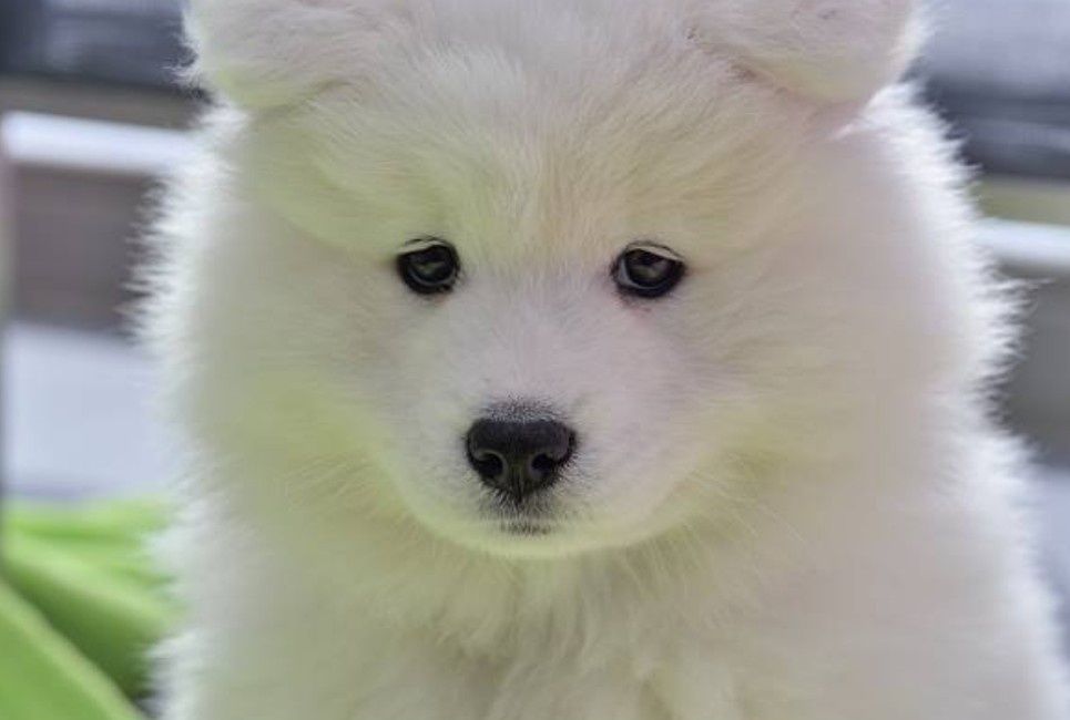 SAMOYED piękne szczeniaki