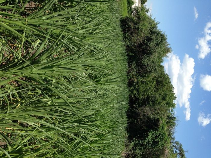 Продається будинок в місті Мена Чернігівської області.