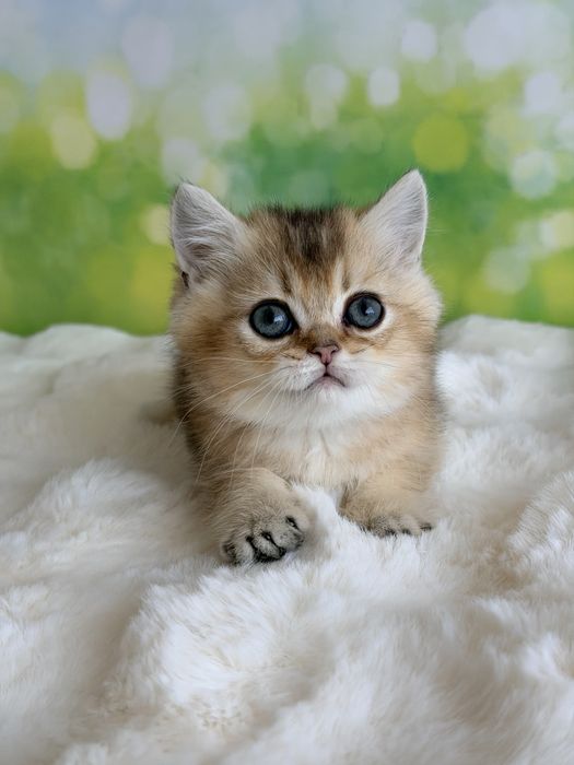 Мальчик няшка британские котята