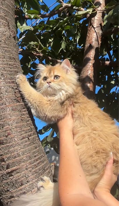 Шикарний котик 6 місяців шотландський