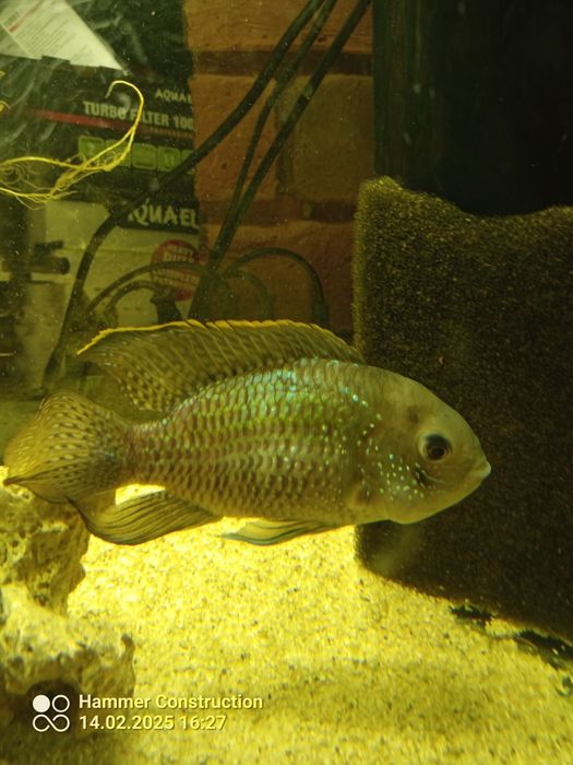 Pielęgnice dobrana para 10 -15 cm