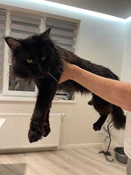 Мейн Кун чекає на в'язку кішечку