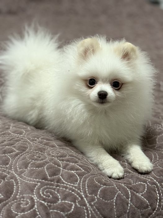 Pomeranian/szpic miniaturowy