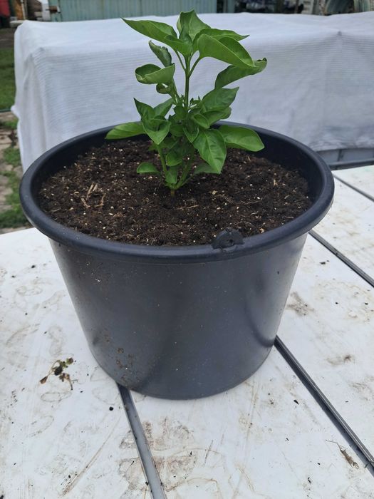 Malagueta Carolina Reaper
