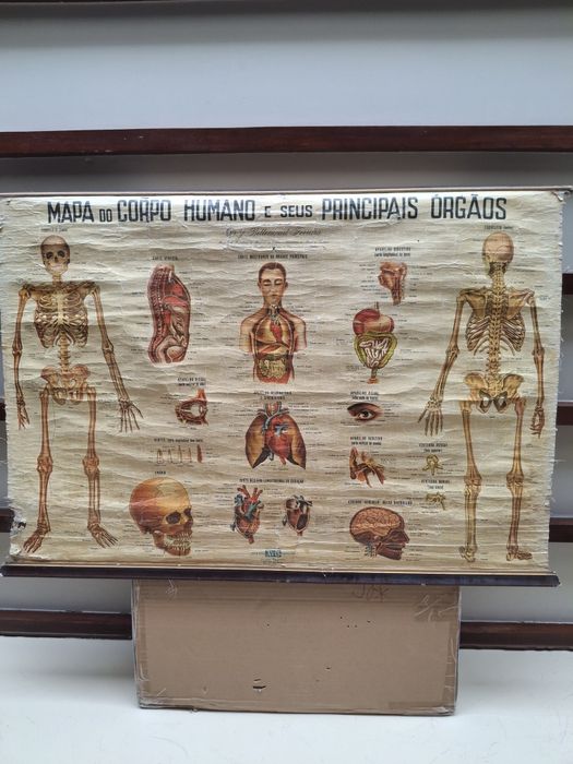 Mapa corpo humano