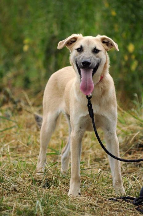 Справжній друг на все життя Амал, щенок 8 мес, чекає, щеня