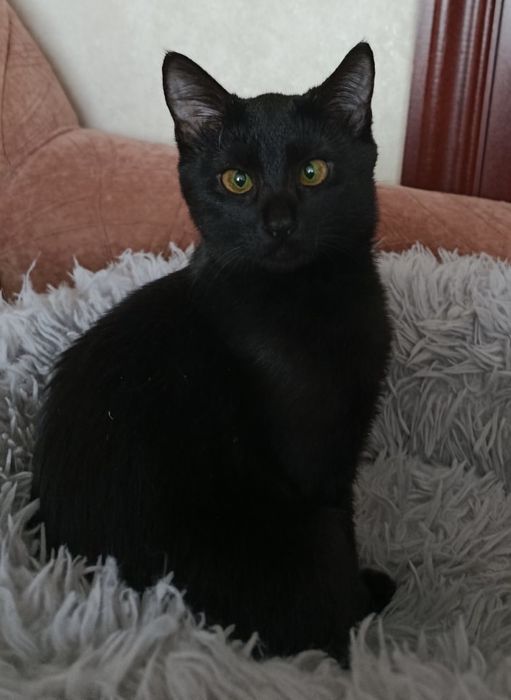 Кошеня (дівчинка, вік 7 міс)