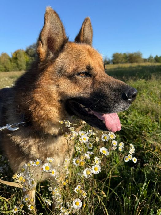 Zeus w typie owczarka szuka domu