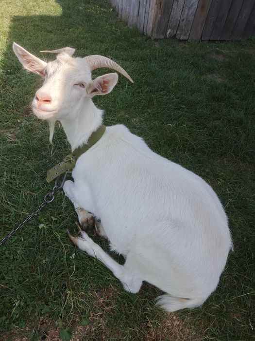 Продам козу здорова