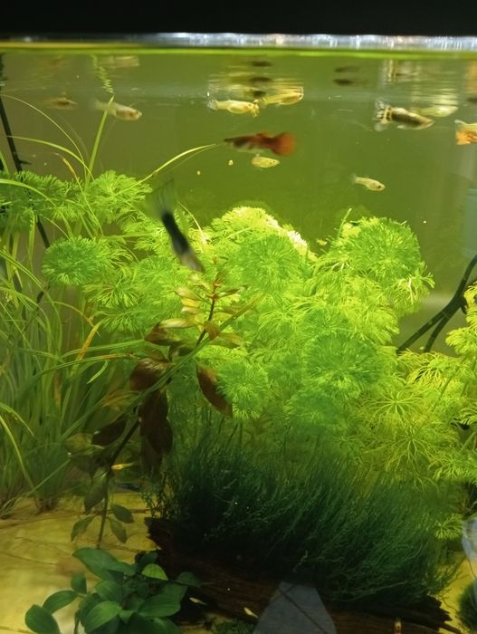 Guppys, e plantas