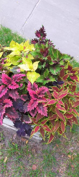 Колеуси ,свіжозріз.Однорічні ,яскраві рослини,зимують в приміщенні.