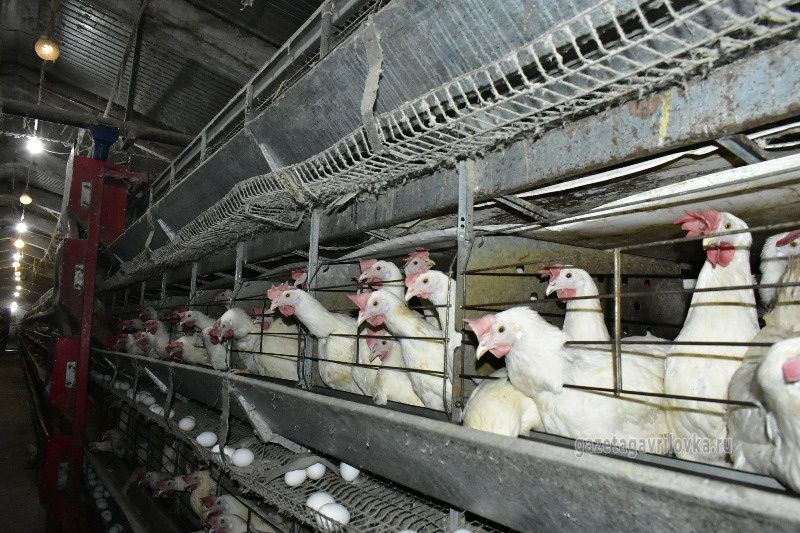 Ломан Вайт 1 год