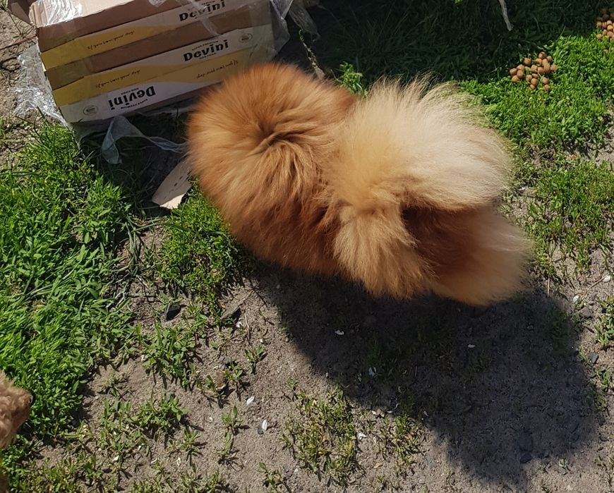 Девочка померанский шпиц