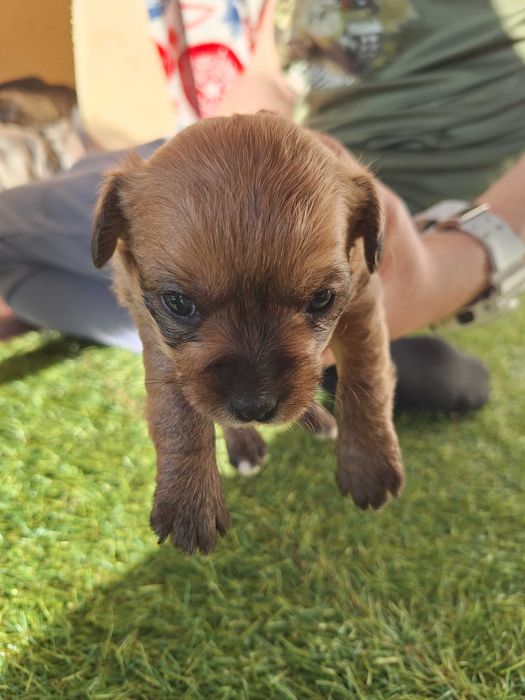 Pieski szukają kochających domków!
