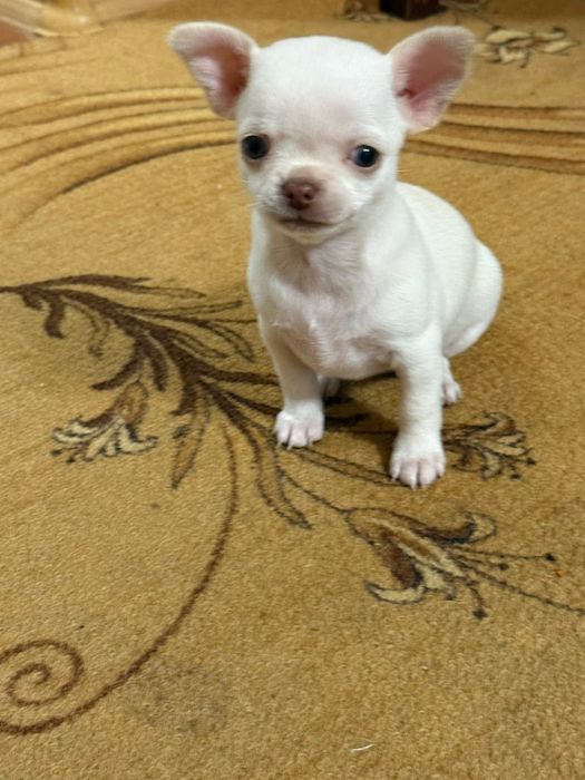 Дві дівчинки чихуахуа