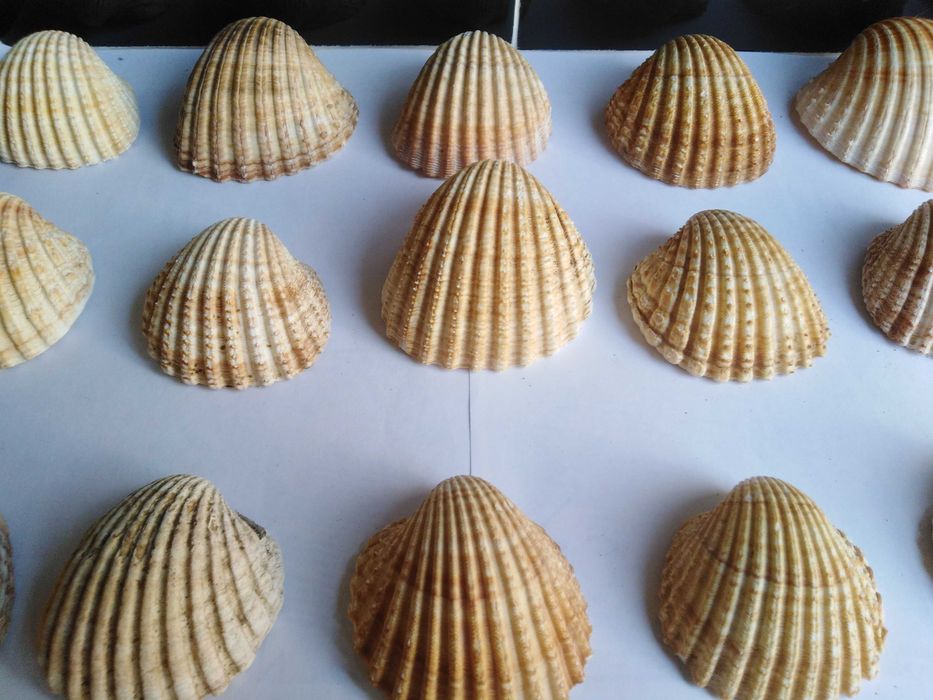 Conjunto de 62 Conchas e 24 Pequenos Búzios.