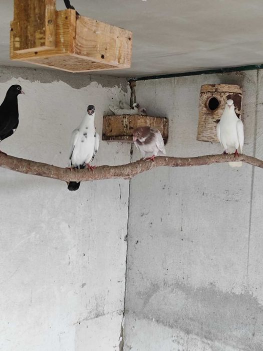 Gołębie Kumru Tureckie