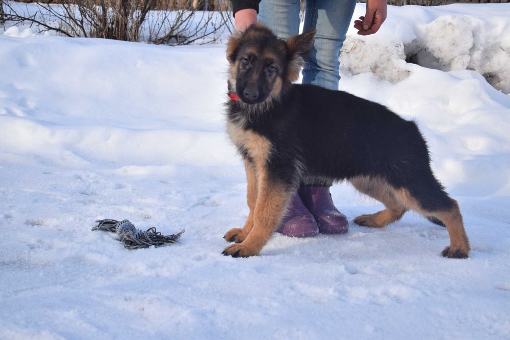 Німецька вівчарка КСУ