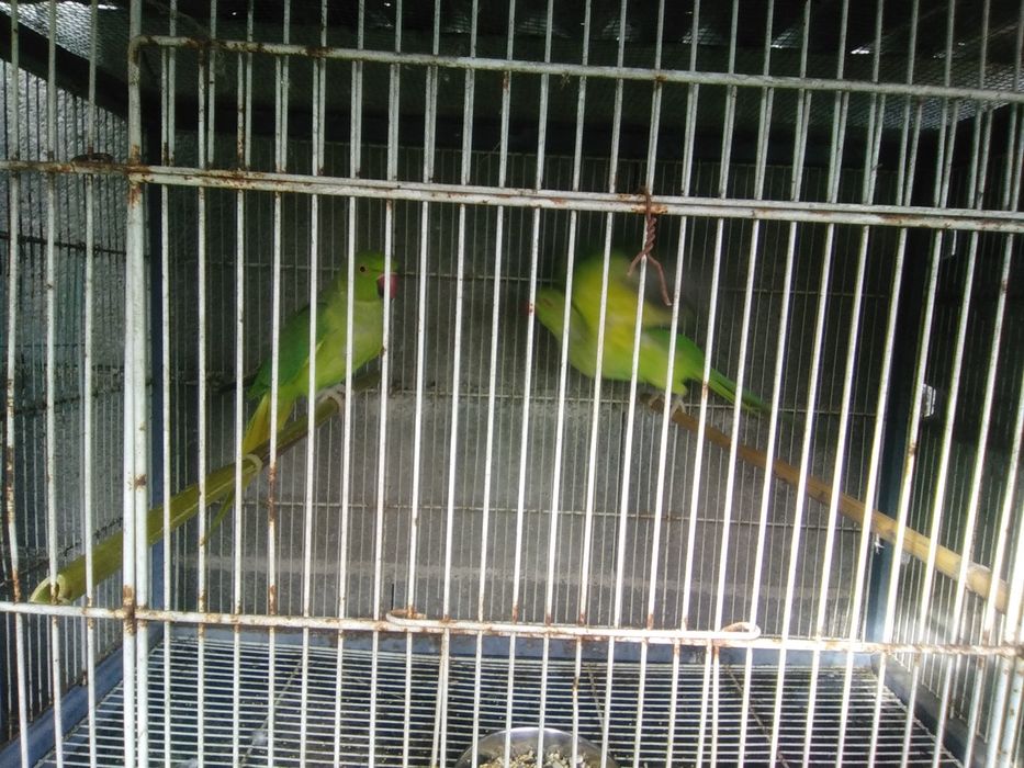 Troco ring necks por aves com o mesmo valor