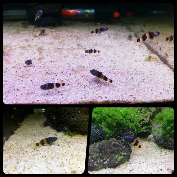 Babka złota ( Brachygobius doriae ) - AQUASZOP