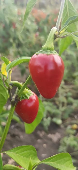 Насіння гострого перцю чилі "Лола"