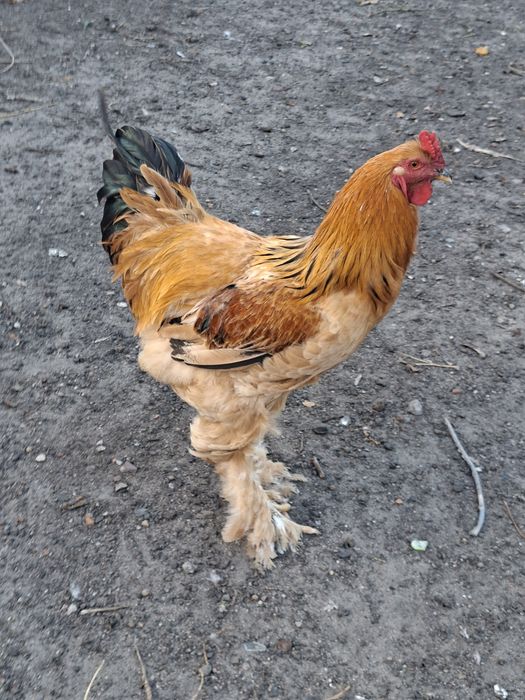 Brahma młode koguty