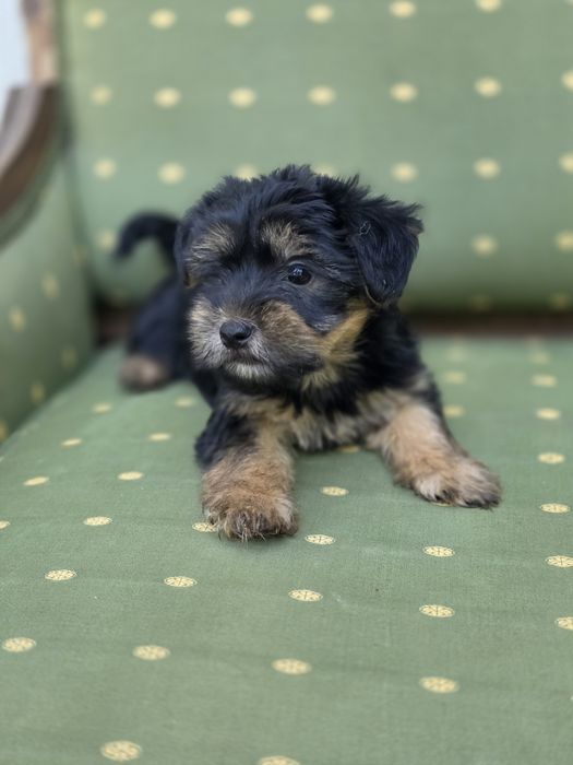 Yorkshire Terrier Macho