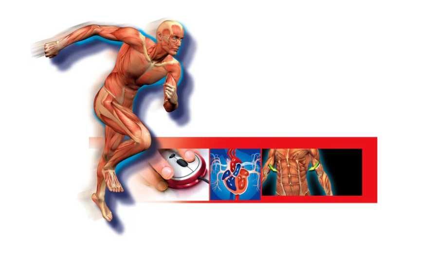 Ciało Ludzkie Człowieka ZESTAW SZKIELET Clementoni