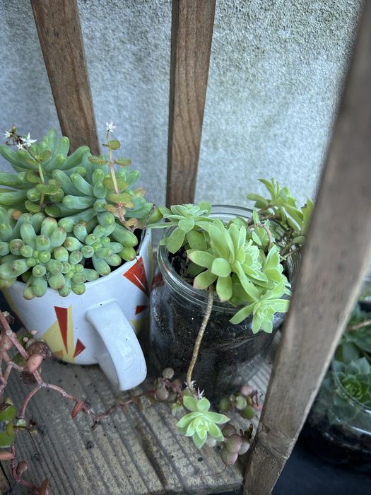 31 sucuentas, 3 azevinhos, 2 pinheiros nórdicos