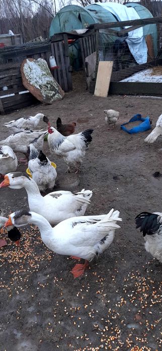 Sprzedam kguty brahmy