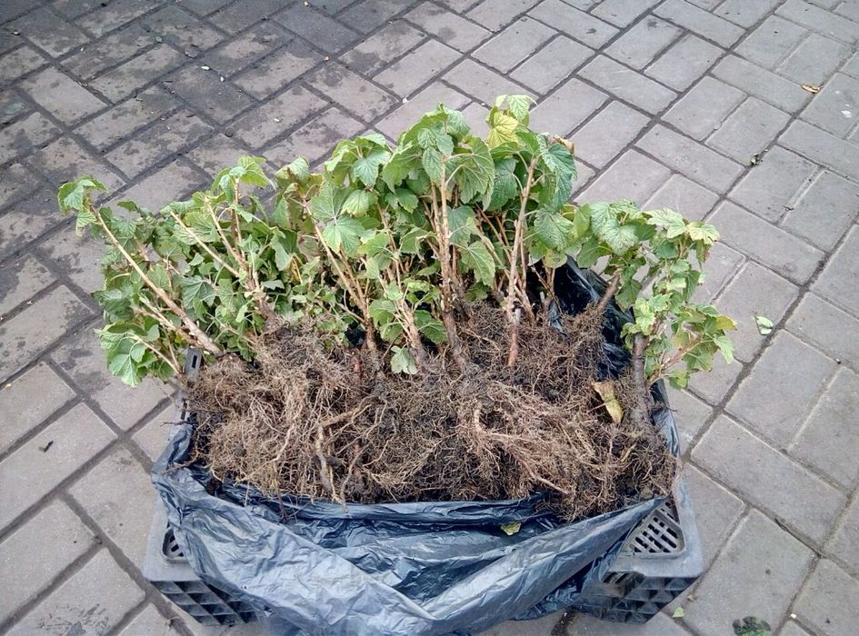 Саженцы черной и красной смородины