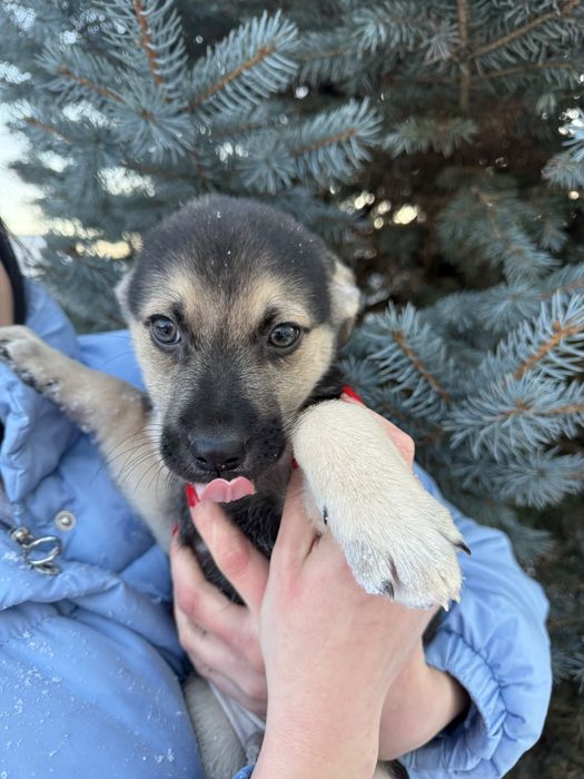 Собачки 2 місяці