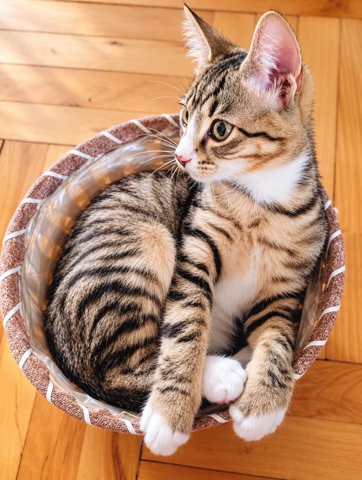 Uma cudowna kotka do adopcji