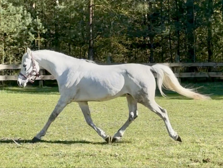 Piękny ogier arabski!