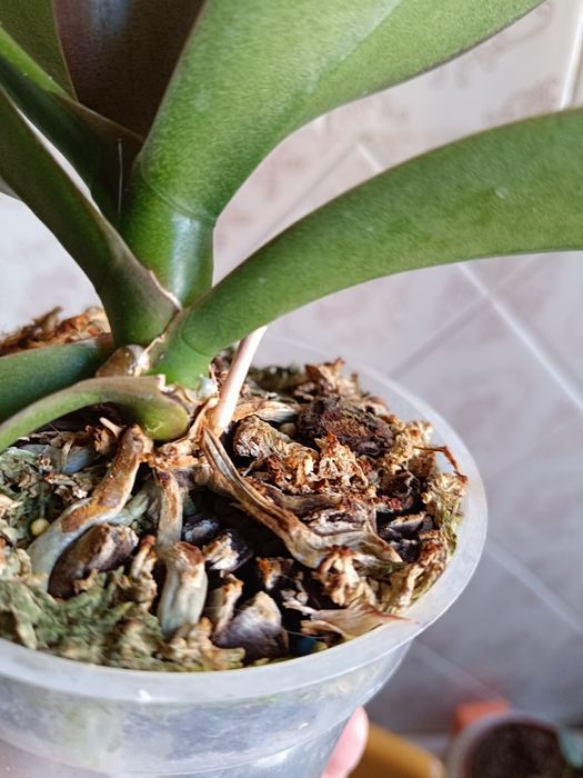 Орхидея фаленопсис (бабочка) Phal. Little Gem Stripes