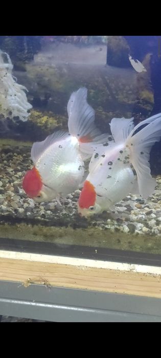 Orandas Adultos Capucho