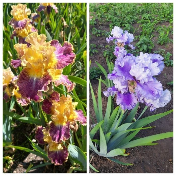 Ирисы сортовые ,высокорослые, набор.